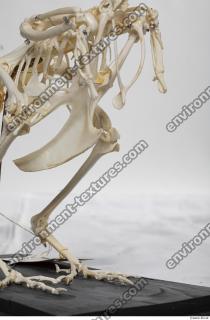 hen skeleton 0036